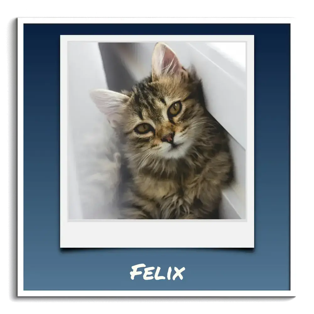 Quadratisches Katzenposter mit Kätzchen im Polaroid-Stil und individuellem Namen auf Blau, im weissen Rahmen