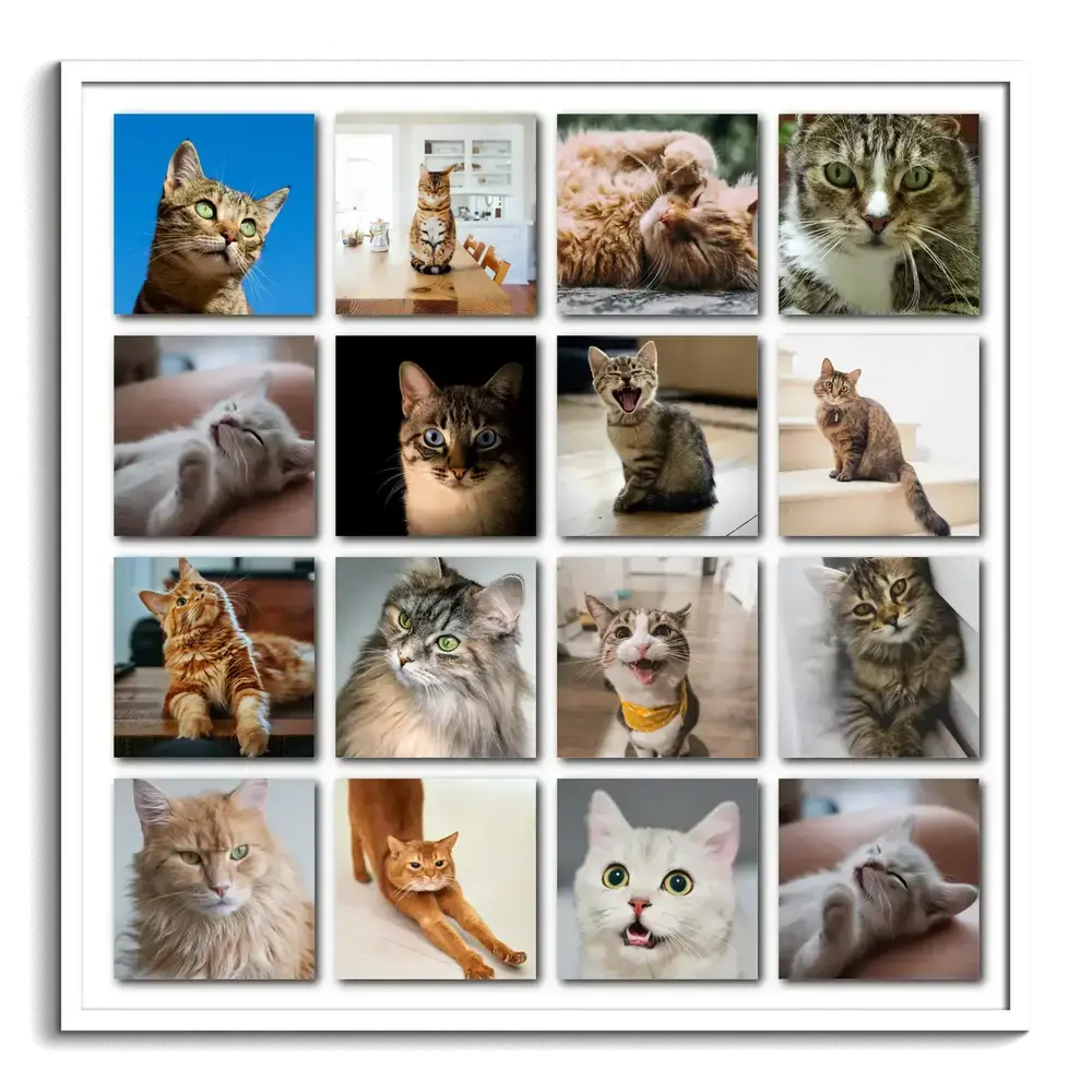 Weiss gerahmte Fotocollage aus 16 Katzenfotos im gleichmässigen Raster mit Schatten auf weissem Hintergrund