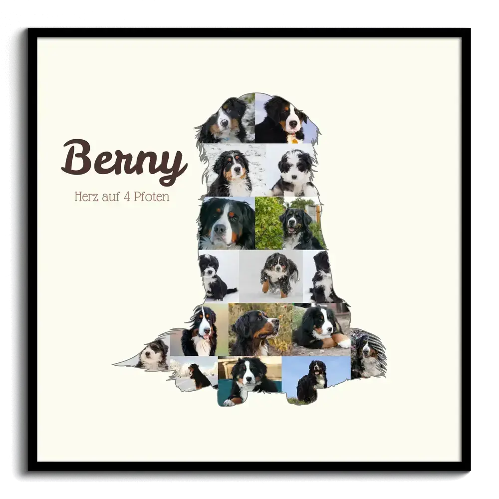 Collage di foto a forma di bovaro del Bernese seduto, con nome e testo su fondo chiaro in cornice nera