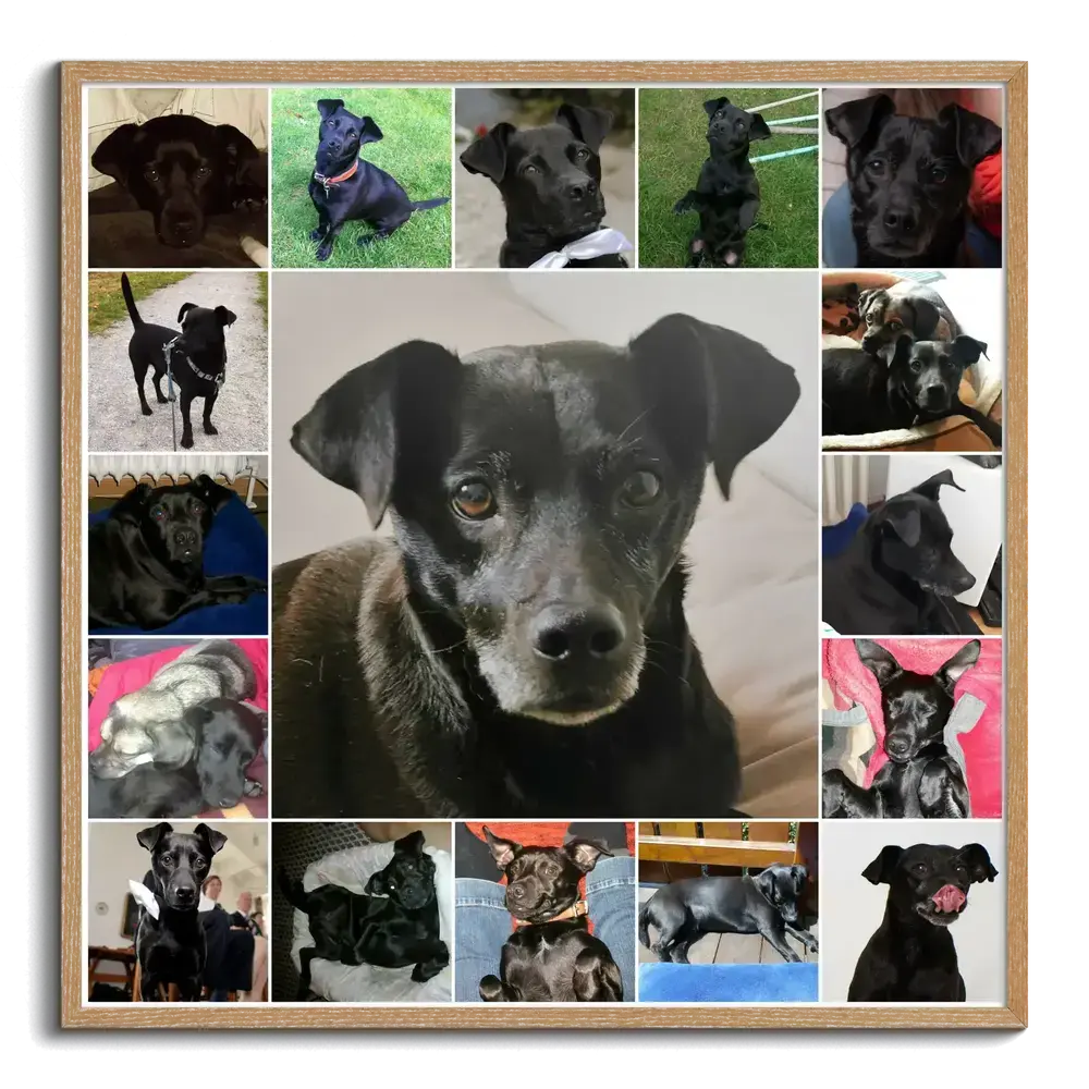Collage di foto in cornice di legno naturale, con un grande ritratto di un cane nero e piccole foto intorno
