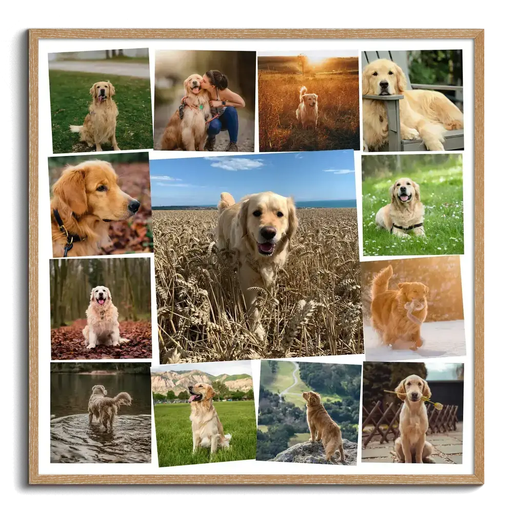 Collage di foto di golden retriever in cornice di legno naturale, con una grande foto centrale in un campo di grano