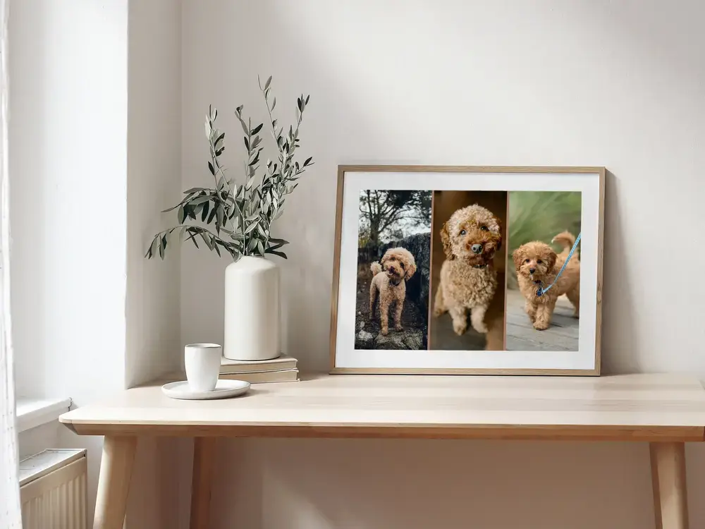 Collage encadré de trois photos de caniche posé sur un bureau en bois clair, près d’un vase et d’une tasse