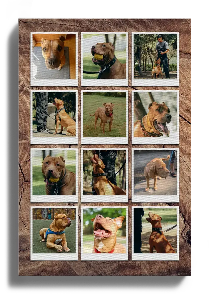Collage photo de chien sur toile avec douze clichés façon Polaroid sur un fond imitation bois foncé
