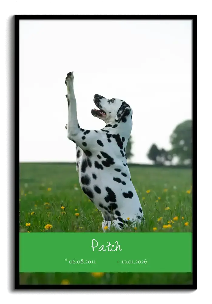 Poster in ricordo di un cane con dalmata, nome e date su una fascia verde, in cornice nera