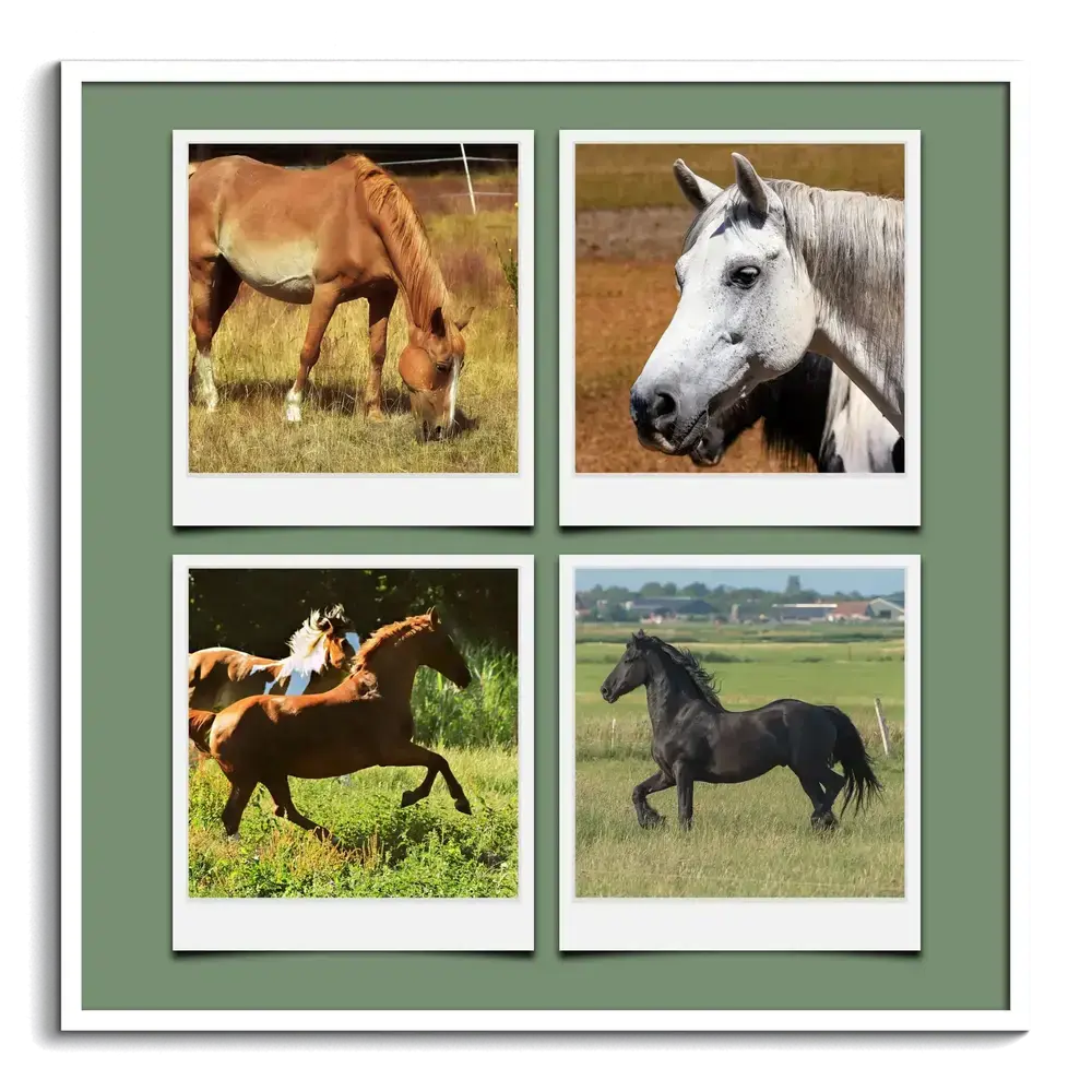 Collage de quatre photos de chevaux façon Polaroid sur fond vert, dans un cadre blanc