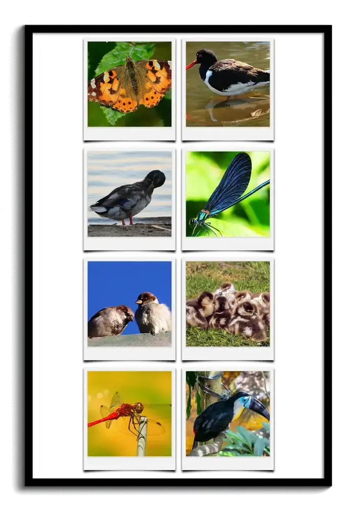 Collage photo style Polaroid avec huit vues de nature, oiseaux, papillon et libellules, dans un cadre noir