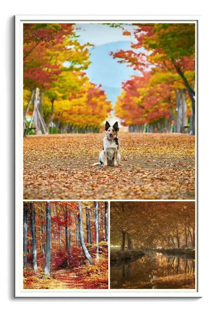 Hochformatige Herbstfotocollage im weissen Rahmen mit grossem Hundefoto in einer Allee und zwei kleinen Waldfotos