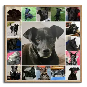 Erstelle deine individuelle Hundeliebhaber-Fotocollage als besonderes Geschenk