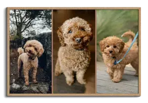 Hundefoto-Collage erstellen – Herz, 3 Szenen oder Polaroid-Stil