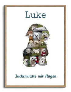 Hunde-Fotocollage "Malteser" erstellen. Eigene Fotos, Namen und Texte.