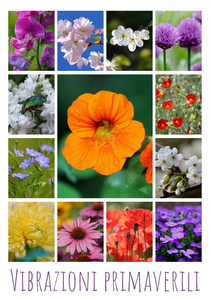 Crea il tuo collage foto fiori e piante – stampa premium: rose, tulipani, prati in fiore Crea il tuo collage foto fiori e piante – stampa premium: rose, tulipani, prati in fiore