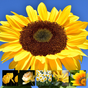 Crea il tuo collage foto fiori e piante – stampa premium: rose, tulipani, prati in fiore Crea il tuo collage foto fiori e piante – stampa premium: rose, tulipani, prati in fiore