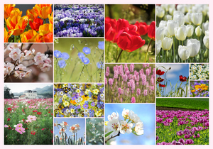 Crea il tuo collage foto fiori e piante – stampa premium: rose, tulipani, prati in fiore Crea il tuo collage foto fiori e piante – stampa premium: rose, tulipani, prati in fiore