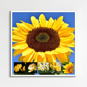 Crea il tuo collage foto fiori e piante – stampa premium: rose, tulipani, prati in fiore Crea il tuo collage foto fiori e piante – stampa premium: rose, tulipani, prati in fiore