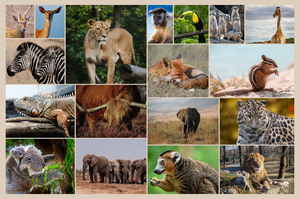 Collage fotografico animali in natura - crea la tua stampa premium online ora Collage fotografico animali in natura - crea la tua stampa premium online ora