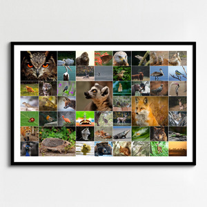 Tierfoto-Collage erstellen – Premiumdruck deiner Natur- & Wildtierfotos online