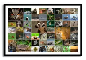 Collage di foto di animali selvatici con gufo, volpe e riccio, in una griglia orizzontale con cornice nera