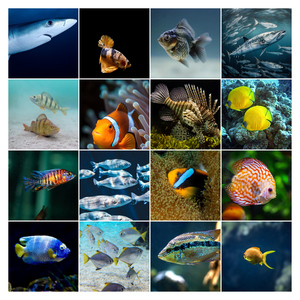 Collage foto subacquee: animali marini e immersioni – crea e stampa il tuo collage premium Collage foto subacquee: animali marini e immersioni – crea e stampa il tuo collage premium