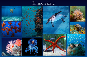 Collage foto subacquee: animali marini e immersioni – crea e stampa il tuo collage premium Collage foto subacquee: animali marini e immersioni – crea e stampa il tuo collage premium