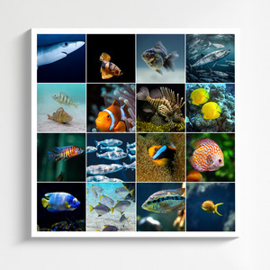 Collage foto subacquee: animali marini e immersioni – crea e stampa il tuo collage premium Collage foto subacquee: animali marini e immersioni – crea e stampa il tuo collage premium