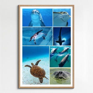 Unterwasser-Tierfoto-Collage online erstellen – deine Tauchmotive als Premium-Druck