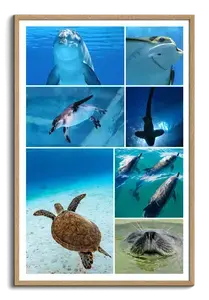 Collage photo animaux marins & plongée – créez et imprimez en qualité premium