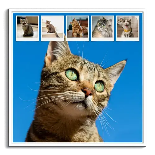 Collage gatto con testi personalizzati