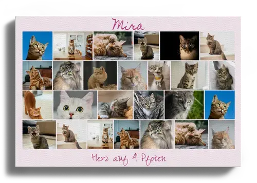 Katzen-Collagen: Herz auf 4 Pfoten