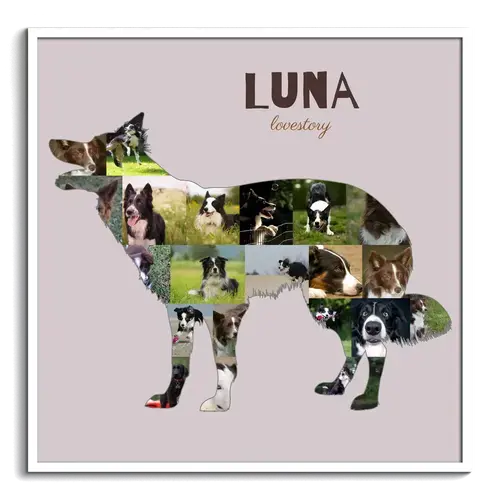 Crea una Collage Border Collie: immortala il tuo cane con foto e testo personalizzato