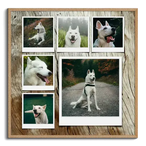 Fotocollage Hund individuell gestalten
