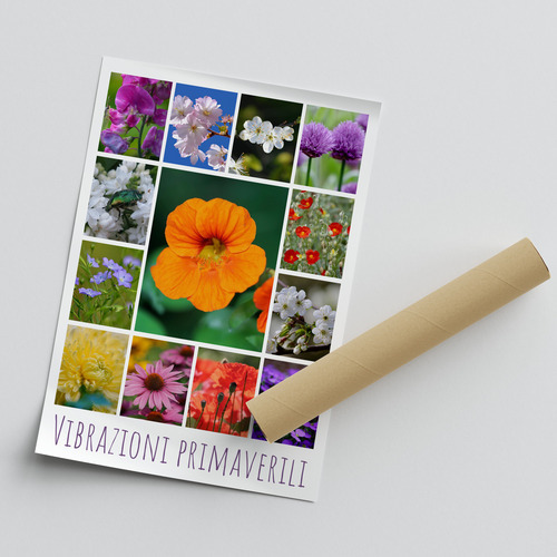 Collage di fiori e piante primaverili