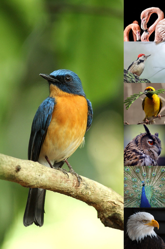 Collage fotografico animali in natura - crea la tua stampa premium online ora