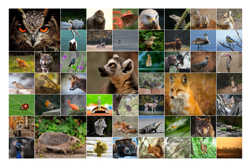 Collage fotografico animali in natura - crea la tua stampa premium online ora