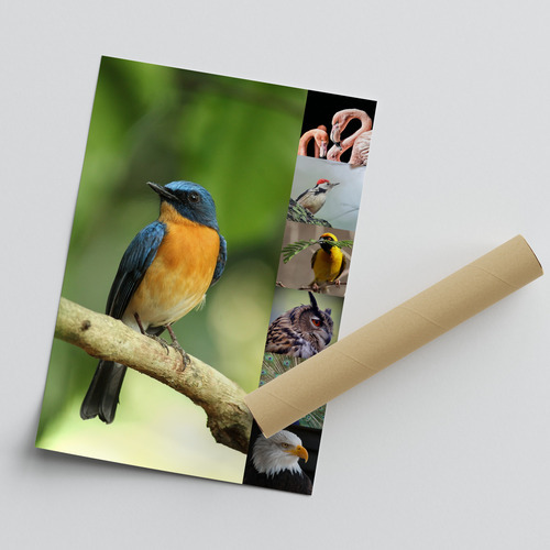 Collage fotografico animali in natura - crea la tua stampa premium online ora