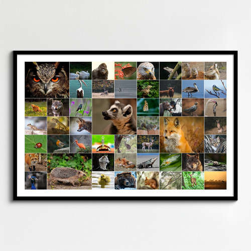 Collage fotografico animali in natura - crea la tua stampa premium online ora