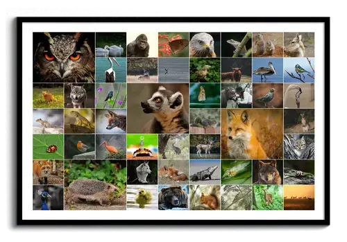 Collage di foto di animali selvatici con gufo, volpe e riccio, in una griglia orizzontale con cornice nera