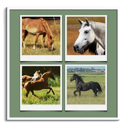 Animaux Sauvages en Collage Polaroid