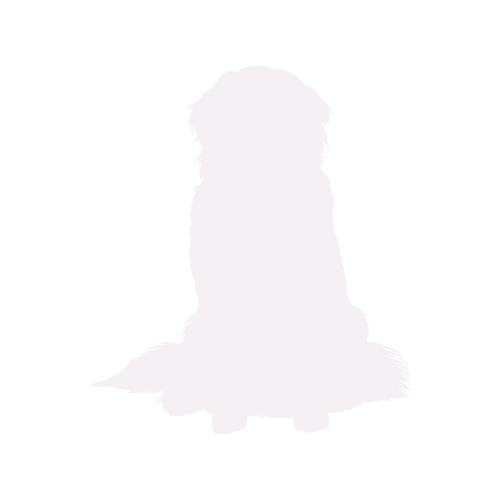 Silhouette de chien Bouvier Bernois assis