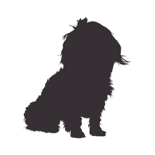 Silhouette de chien Bolonka Zwetna assis