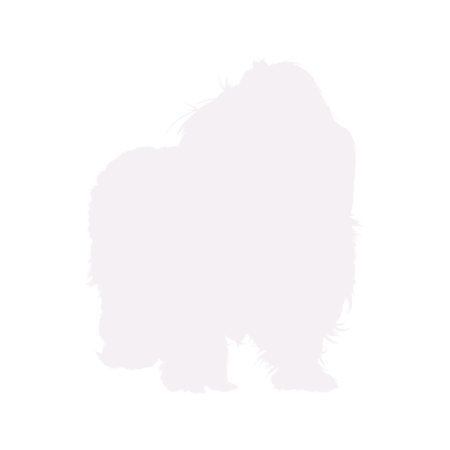 Silhouette de chien Bolonka Zwetna debout