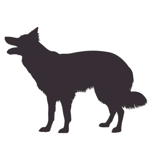 Silhouette de chien Border Collie debout