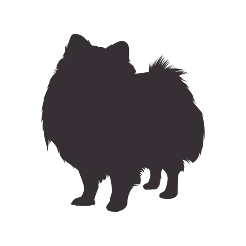Silhouette de chien Spitz Nain debout