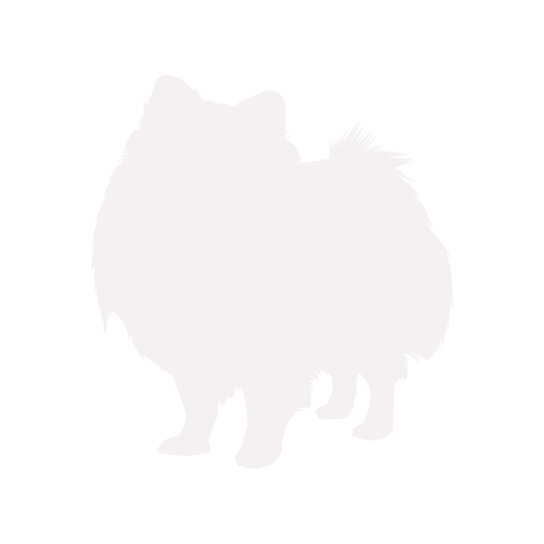 Silhouette de chien Spitz Nain debout