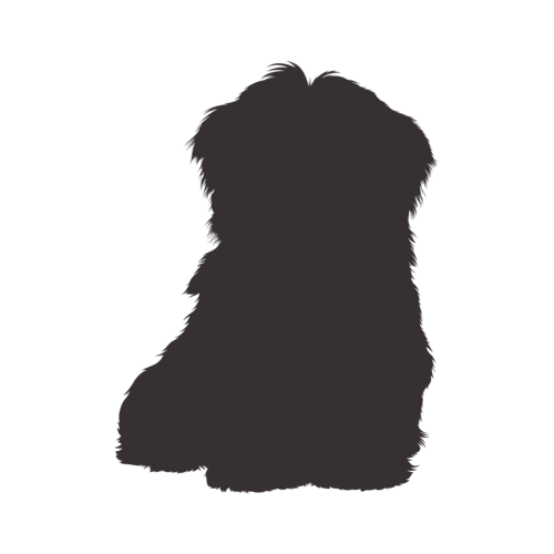 Silhouette de chien Bichon Havanais assis