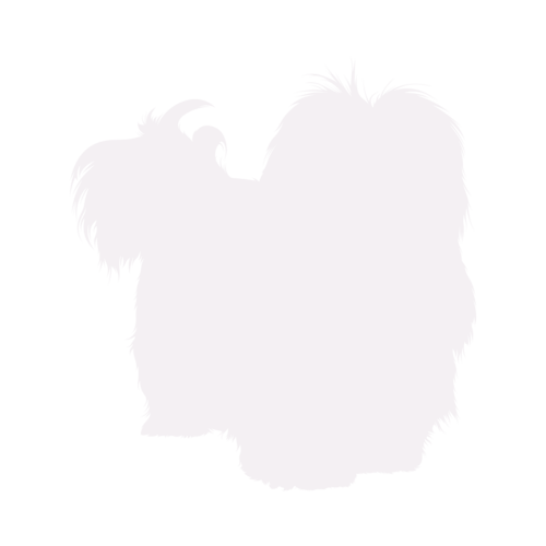 Silhouette de chien Bichon Havanais debout