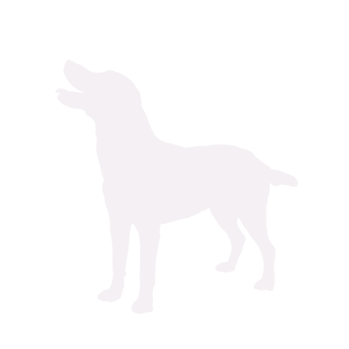 Silhouette de chien Labrador debout