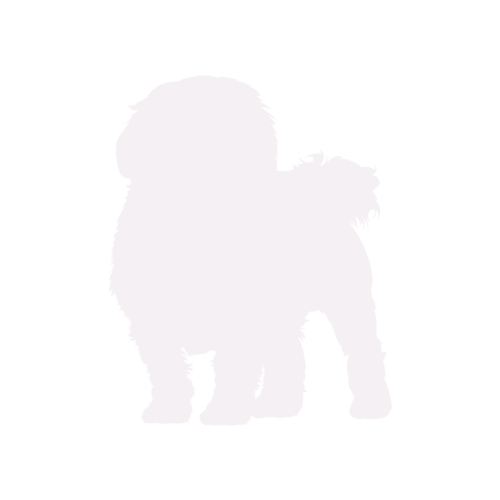 Silhouette de chien Bichon Maltais debout