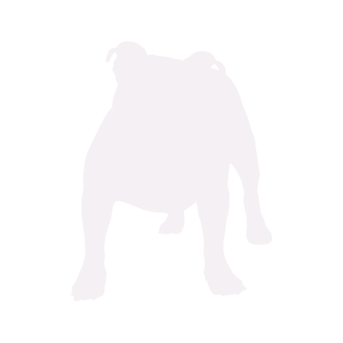 Silhouette de chien Old English Bulldog debout