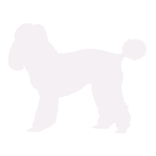 Silhouette de chien Caniche debout