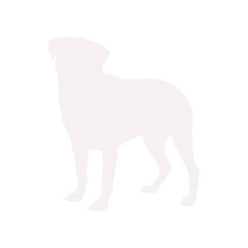 Silhouette de chien Rottweiler debout